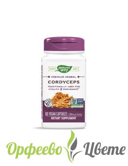 ХРАНИТЕЛНИ ДОБАВКИ Антиоксиданти Cordyceps/ Кордицепс 500 mg х 60 капсули